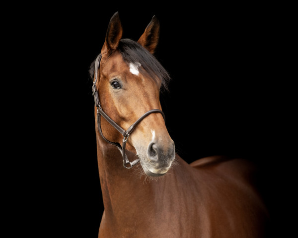 jumper Jalous Song GB (Oldenburg show jumper, 2019, from Jaloubet K VDL)