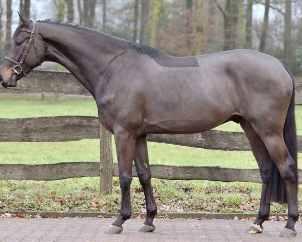 Pferd Dipped in Chocolate Z (Zangersheide Reitpferd, 2020, von Dourkhan Hero Z)