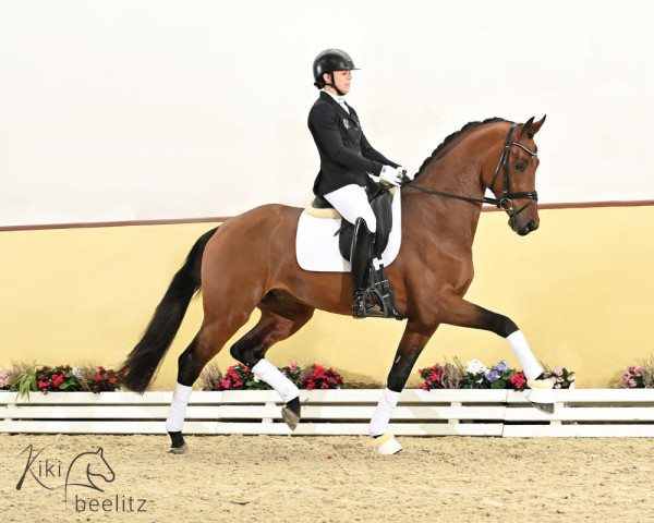 stallion Delight PS (Oldenburg, 2021, from Dynamic Dream)