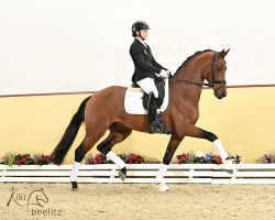 stallion Delight PS (Oldenburg, 2021, from Dynamic Dream)