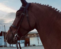 Springpferd Capistranos coer de la fleur (Westfale, 2019, von Capistrano 2)