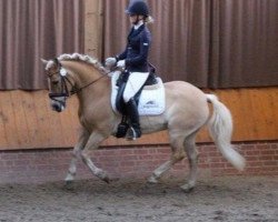 dressage horse Perle 524 (Haflinger, 2001)