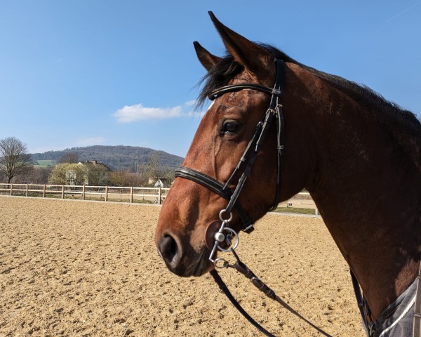 Zuchtstute Olympica 4 (Westfale, 2018, von Ogano)