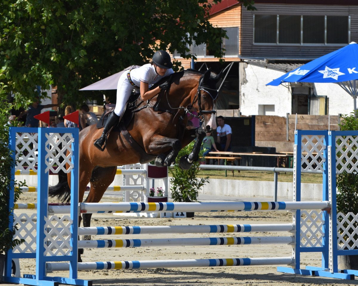 Springpferd Simona Z (Zangersheide Reitpferd, 2016, von Solid Gold Z)