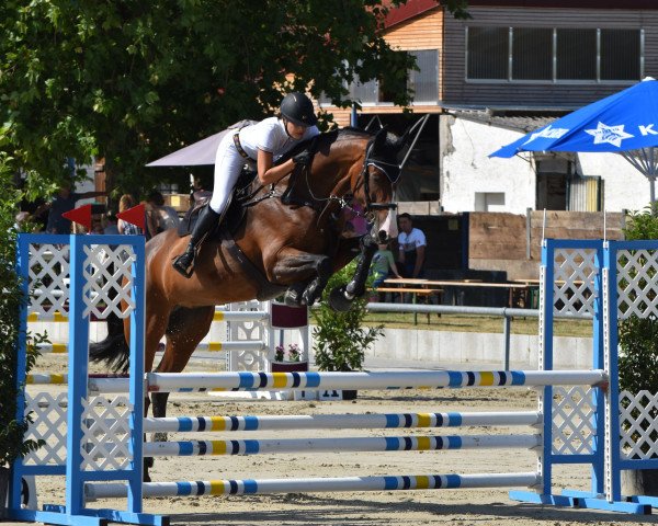 jumper Simona Z (Zangersheide riding horse, 2016, from Solid Gold Z)