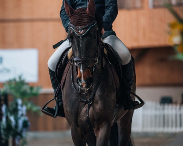 Springpferd Cassian C'est moi (Holsteiner, 2019, von Casall Ask)