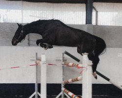 jumper Are you ready for it (Hanoverian, 2019, from Air King)