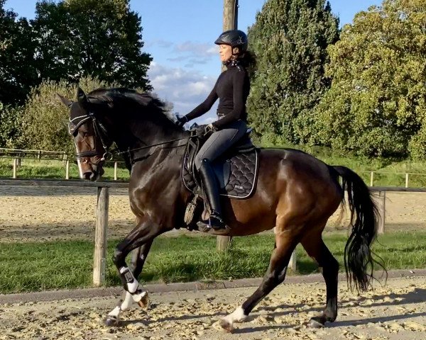 broodmare B-Dur (Hanoverian, 2016, from Belissimo NRW) broodmare B-Dur (Hanoverian, 2016, from Belissimo NRW)