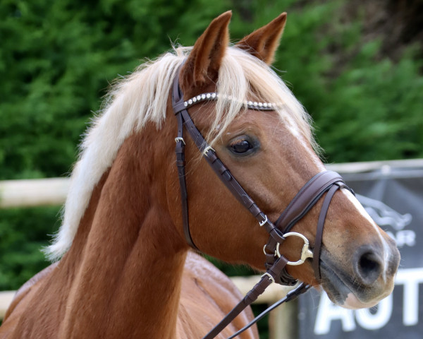 jumper Steverheides Tuffy Surprise (German Riding Pony, 2013, from Top Gun I)