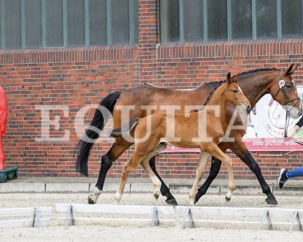horse BaBou WS (Oldenburg show jumper, 2023, from Baggio 17)