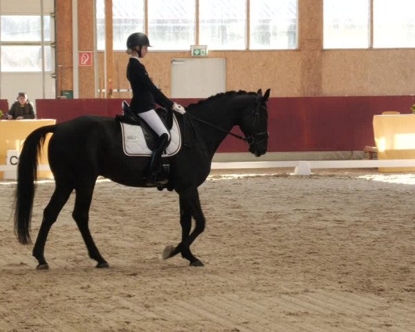 Reitturnier Balingen 2024