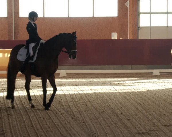 Reitturnier Balingen 2024