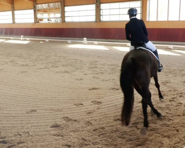 Reitturnier Balingen 2024