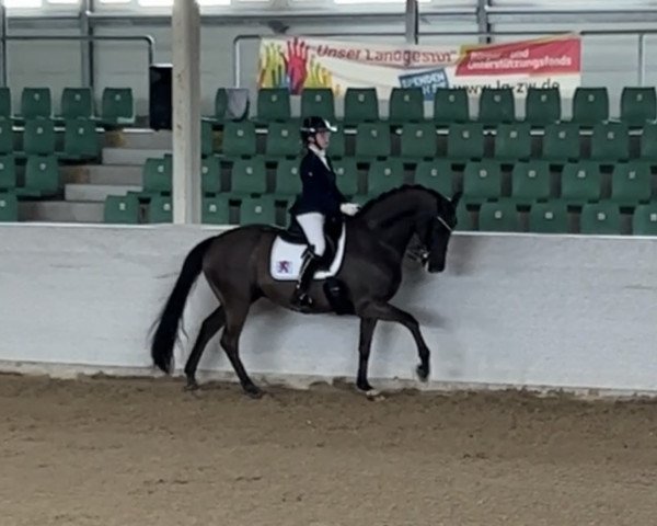 dressage horse Skovslunds Dark Lady Dinero (Danish Warmblood, 2012, from de Noir 3) dressage horse Skovslunds Dark Lady Dinero (Danish Warmblood, 2012, from de Noir 3)