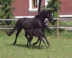 broodmare Für Dich 9 (Oldenburg, 2016, from Fürstenball)