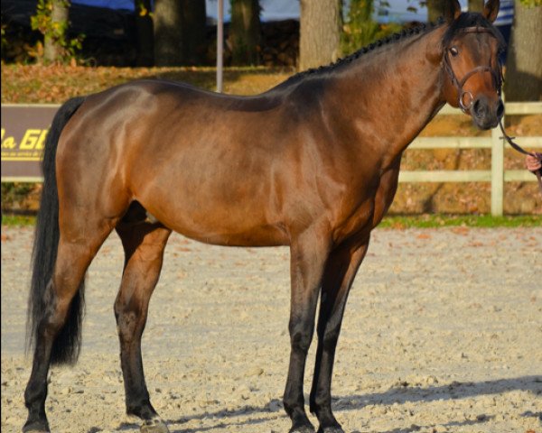 Deckhengst Vegastar Derick (Selle Français, 2009, von Dollar du Murier)