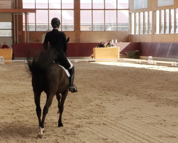 Reitturnier Balingen 2024