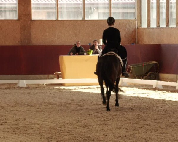 Reitturnier Balingen 2024