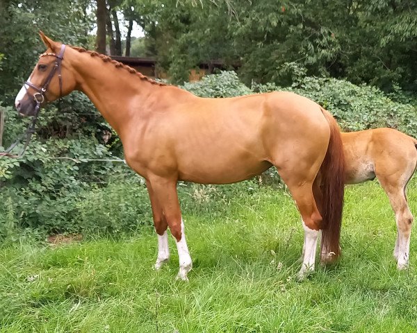 broodmare La Fleur K (Westphalian, 2012, from Lugato)