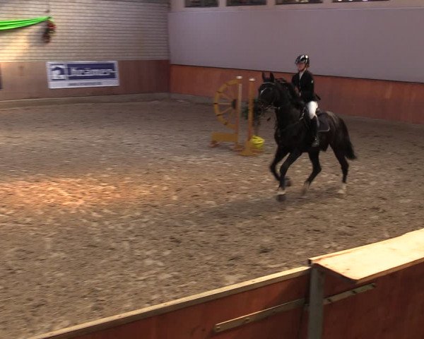 Reitturnier Leverkusen-Rheindorf 2024