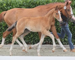 Pferd El Corazon HK (Westfale, 2023, von Element of Crime)