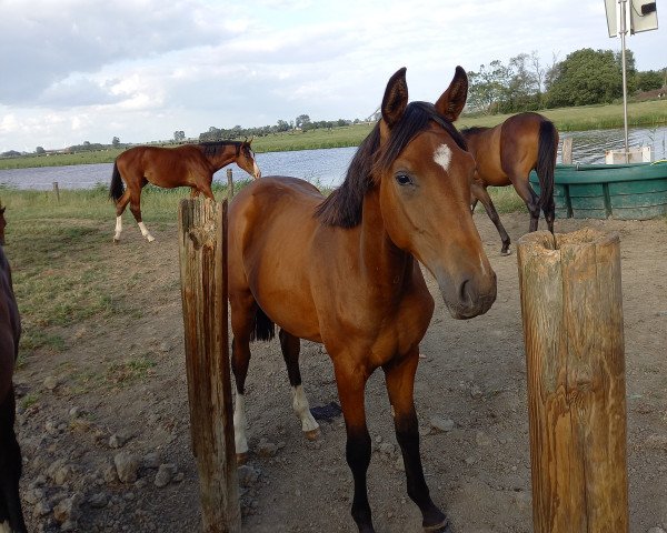horse Titziano HK (Westphalian, 2022, from Taurus)