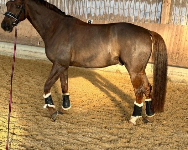 dressage horse Francesco 88 (Westphalian, 2015, from Franziskus FRH)
