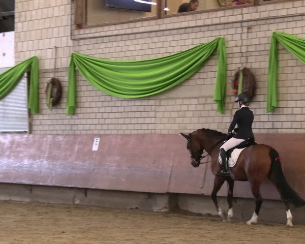 Reitturnier Hellefeld 2024