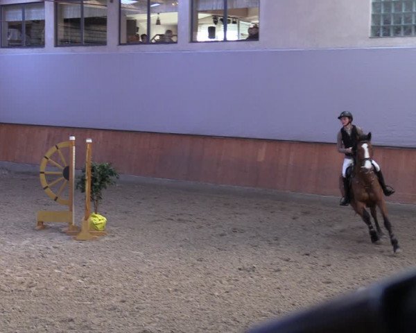 Reitturnier Leverkusen-Rheindorf 2024