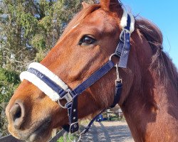 horse Bolle (Oldenburg, 2019, from Blue Hors Baron)
