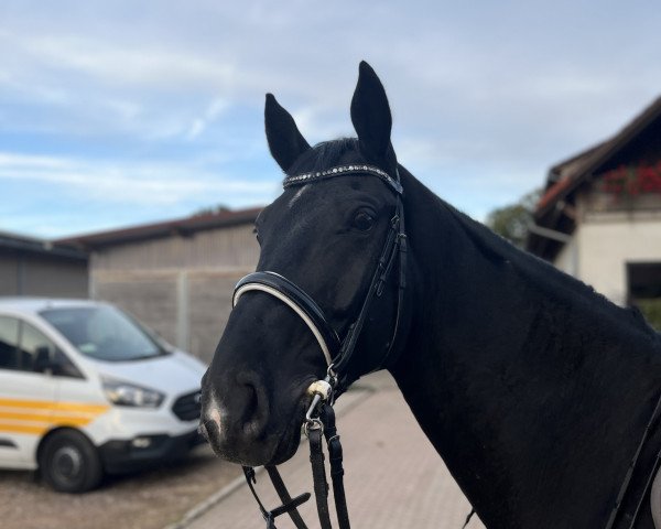 horse Duke of India RS (Hanoverian, 2018, from Diacontinus)