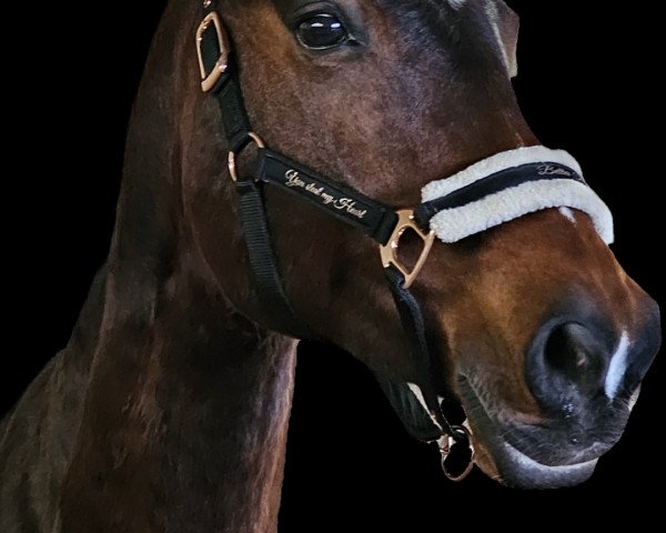 broodmare Cadisha 4 (Westphalian, 2008, from Clapton)