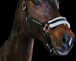 broodmare Cadisha 4 (Westphalian, 2008, from Clapton)