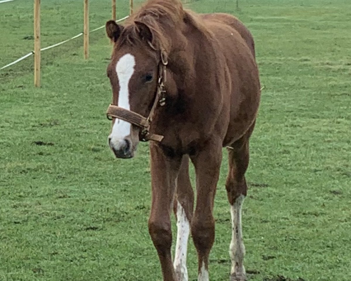horse Hengst von Coeur Rouge / Balou del Sol (Oldenburg show jumper, 2023, from Coeur Rouge)