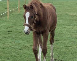 horse Hengst von Coeur Rouge / Balou del Sol (Oldenburg show jumper, 2023, from Coeur Rouge)