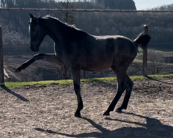 horse Hengst von Chappeloup de Luze T / Fly High (Westphalian, 2023, from Chappeloup de Luze T)