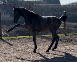 Pferd Hengst von Chappeloup de Luze T / Fly High (Westfale, 2023, von Chappeloup de Luze T)