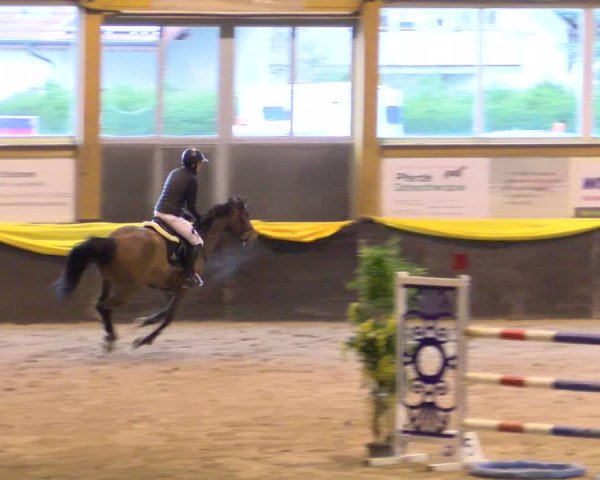 Reitturnier Sauldorf-Boll 2024