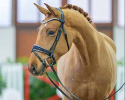 Pferd Clarins (Oldenburger, 2020, von Vitalis)