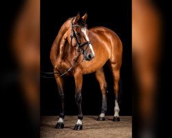jumper Hulapalu (KWPN (Royal Dutch Sporthorse), 2012, from Phin Phin)