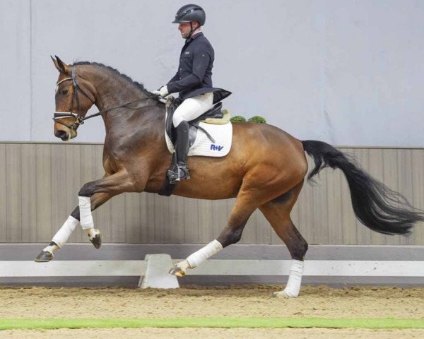 horse Free Emotion (Hanoverian, 2019, from For Emotion 6)