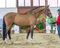 dressage horse Vitali 35 (Westphalian, 2020, from Vitalis)
