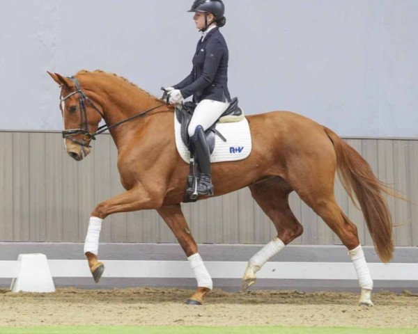 horse Davina (German Sport Horse, 2020, from Donier)