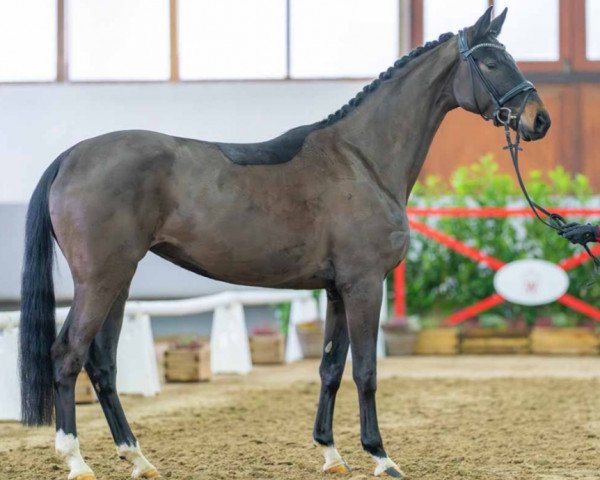 horse Daydream (Oldenburg, 2019, from Dancier Gold FRH)