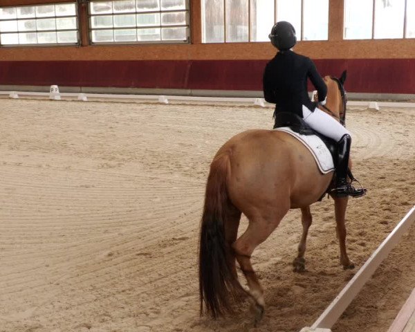 Reitturnier Balingen 2024