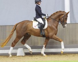 horse Zensation (Westphalian, 2021, from Zoom)