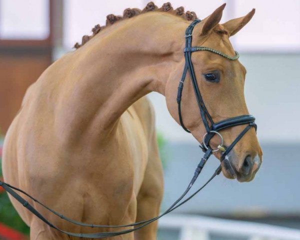 horse Rubin (Rhinelander, 2020, from Rubin Royal OLD)