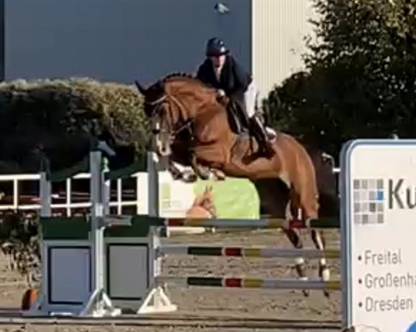 Springpferd Nadiratosca Hbc (KWPN (Niederländisches Warmblut), 2018, von Ibolensky)