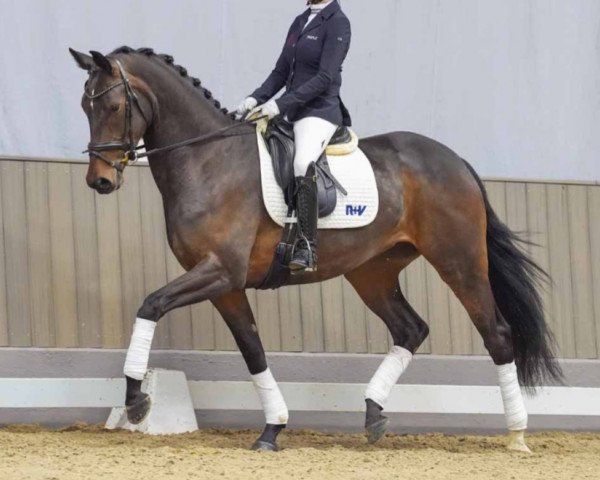 Pferd Zora (Westfale, 2020, von Blue Hors Zackorado)
