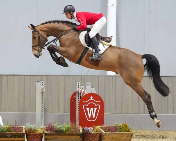 jumper Kimmich (Hanoverian, 2019, from Karajan)